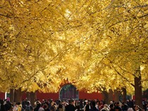 1762946681071-momen-terbaik-nikmati-musim-gugur-di-beijing-1762858889676_43