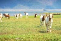 1762946772279-kawanan-kambing_43