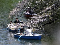 1763140969884-antusias-warga-jepang-sambut-bunga-sakura-bermekaran-2_43