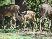 1763292208087-rusa-rusa-menggemaskan-ini-kini-hidup-bebas-di-hutan-bali-1754474065865_43