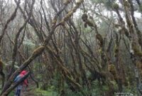 1763313697123-pendakian-bersama-karyawan-pt-imip-di-gunung-latimojong-1763288172078_43