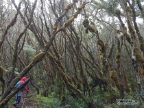 1763313697123-pendakian-bersama-karyawan-pt-imip-di-gunung-latimojong-1763288172078_43