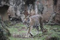 1763335052499-saat-manusia-bukan-satu-satunya-korban-virus-corona-3_43