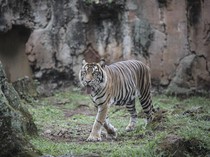 1763335052499-saat-manusia-bukan-satu-satunya-korban-virus-corona-3_43