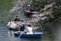 1763400197758-antusias-warga-jepang-sambut-bunga-sakura-bermekaran-2_43
