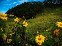 1763443499259-hamparan-bunga-matahari-memukau-wisatawan-1763380469385_43