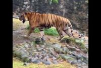 1763463904664-harimau-di-ragunan-namanya-juve-16-menurut-anda-dia-kurus-atau-tidak-dok-instagram-taman-margasatwa-ragunan-4_43