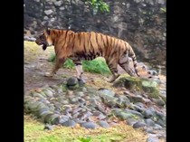 1763463904664-harimau-di-ragunan-namanya-juve-16-menurut-anda-dia-kurus-atau-tidak-dok-instagram-taman-margasatwa-ragunan-4_43