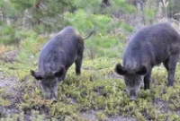 1763463924042-babi-hutan-super_43