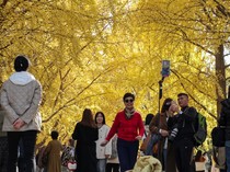 1763528705295-momen-terbaik-nikmati-musim-gugur-di-beijing-1762858889757_43