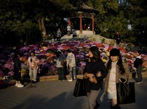 1763528706461-terpesona-indahnya-bunga-warna-warni-di-taman-beijing_43