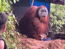 1763550299991-video-memperlihatkan-satu-orangutan-diberikan-makan-dan-minum-di-tengah-hutan-tangkapan-layar-video-viral-1763535823373_43