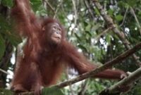 1763744720188-pelepasliaran-orangutan-artemis-dan-gieke-1763723558779_43