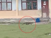 1763874301195-komodo-berkeliaran-di-area-sekolah-di-kecamatan-komodo-manggarai-barat-ntt-foto-dok-riana-farid-1763729719814_43