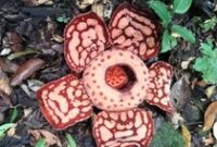 1764068697505-rafflesia-hasseltii-yang-langka-ditemukan-mekar-di-muratara-1748334813398_43