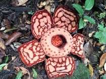 1764068697505-rafflesia-hasseltii-yang-langka-ditemukan-mekar-di-muratara-1748334813398_43