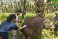 1764068711001-anak-gajah-laila-1764048412295_43