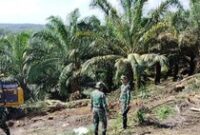 1764155110353-proses-penertiban-lahan-di-kawasan-tntn-riau-dok-satgas-pkh-1751521880552_43