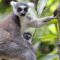 1764241499428-yang-lucu-dan-imut-di-hari-lemur-sedunia-3_43