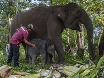 1764241512028-anak-gajah-sumatera-lahir-di-tn-tesso-nilo-1_43