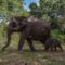 1764263089834-kelahiran-bayi-gajah-sumatera-di-riau-2_43