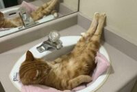 1764306305274-potret-tingkah-kucing-yang-bikin-gemas-1764249728530_43