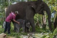 1764327945818-anak-gajah-sumatera-lahir-di-tn-tesso-nilo-1_43