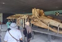 1764435880917-kerangka-paus-di-pulau-tidung-1764404063091_43