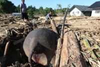 1764435887007-gajah-mati-akibat-banjir-di-aceh-1764396106092_43