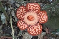 1764522325874-rafflesia-hasseltii-ditemukan-mekar-di-hutan-lindung-tanjung-datuk-desa-temajuk-sambas-1764492866024_43