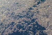 1764587135389-sampah-kayu-gelondongan-pascabanjir-bandang-di-solok-1764558874458_43