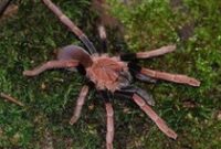 1764759940651-laba-laba-pemakan-burung-dari-papua-1764750655305_43