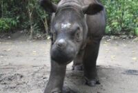 1764759950650-anggi-badan-sumatera_43