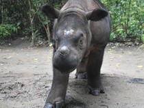 1764759950650-anggi-badan-sumatera_43