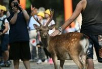 1764759955878-6f0bffa7-cb95-44ce-8422-70587aee2b95_43