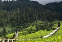 1764781545059-fashion-show-di-tengah-perkebunan-teh-pangalengan-2_43