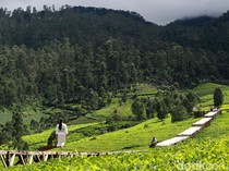 1764781545059-fashion-show-di-tengah-perkebunan-teh-pangalengan-2_43