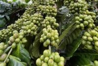 1764781555071-ilustrasi-kebun-kopi-di-kota-pagar-alam-1750493825583_43