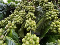 1764781555071-ilustrasi-kebun-kopi-di-kota-pagar-alam-1750493825583_43