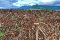 1764824730815-kondisi-kebun-teh-di-pangalengan-yang-dirusak-1764399697527_43