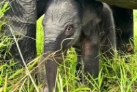 1764932714713-bayi-gajah-lahir-di-sumsel-1764926669537_43