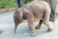 1765083890129-taman-nasional-way-kambas-tnwk-di-kecamatan-labuhan-ratu-lampung-timur-mencatat-kelahiran-seekor-anak-gajah-sumatera-elephas-m-1765069003026_43