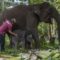 1765105491569-anak-gajah-sumatera-lahir-di-tn-tesso-nilo-1_43