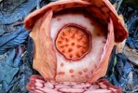 1765105492812-penemuan-rafflesia-hasseltii-1763624903955_43