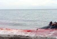 1765105495487-berburu-ikan-paus-di-lamalera-lembata-ntt-istimewa-1765091852310_43