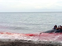 1765105495487-berburu-ikan-paus-di-lamalera-lembata-ntt-istimewa-1765091852310_43