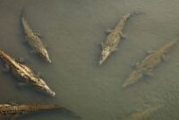 1765105499739-ilustrasi-buaya-1765067978242_43