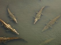 1765105499739-ilustrasi-buaya-1765067978242_43