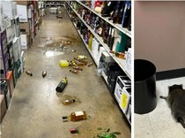 1765278303454-rakun-rampok-toko-miras-1764780263878_43