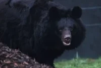 1765299883638-beruang-hitam-asia-yampil_43